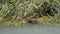 Wild Common Moorhen Bird Swim on Lake Water Surface