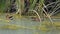 Wild Common Moorhen Bird Swim on Lake Water Surface