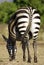Wild common zebra feeding