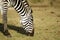 Wild common zebra grazing portrait