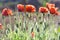 Wild Coquelicot flowers bloom