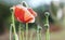 Wild Coquelicot flowers bloom