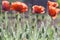 Wild Coquelicot flowers bloom