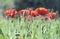 Wild Coquelicot flowers bloom