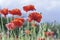 Wild Coquelicot flowers bloom