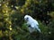 Wild Corella Licmetis feasting on a tree branch in late afternoon