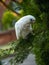 Wild Corella Licmetis feasting on a tree branch in late afternoon