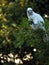 Wild Corella Licmetis feasting on a tree branch in late afternoon