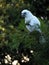 Wild Corella Licmetis feasting on a tree branch in late afternoon