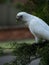 Wild Corella Licmetis feasting on a tree branch in late afternoon