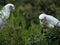 Wild Corella Licmetis feasting on a tree branch in late afternoon