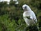 Wild Corella Licmetis feasting on a tree branch in late afternoon