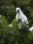 Wild Corella Licmetis feasting on a tree branch in late afternoon