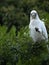 Wild Corella Licmetis feasting on a tree branch in late afternoon