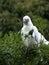 Wild Corella Licmetis feasting on a tree branch in late afternoon