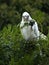 Wild Corella Licmetis feasting on a tree branch in late afternoon