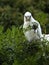 Wild Corella Licmetis feasting on a tree branch in late afternoon