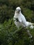 Wild Corella Licmetis feasting on a tree branch in late afternoon