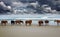 Wild Corolla horses