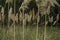 Wild Cortaderia selloana in natural environment