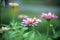 Wild cosmos flower in the forest alone