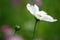 Wild cosmos flowers