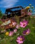 Wild cosmos have taken root in a rusted military truck a monument to nature's determination over time. Abandoned