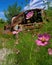 Wild cosmos have taken root in a rusted military truck a monument to nature's determination over time. Abandoned