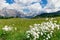 Wild cotton flowers cotton grass in alpine meadows.