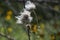 Wild Cotton Grass blowing in the wind