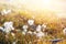 Wild cotton grass in Greenland