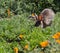 Wild Cottontail Brush Rabbit in spring grass