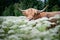 Wild cow in green meadow