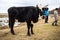 Wild cow in open landscape, located in Engure Nature Park, Latvia