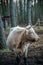 Wild cow in a pastureland