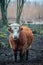 Wild cow in a pastureland near Engure lake in Latvia