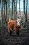 Wild cow in their pastureland near Engure lake in Latvia