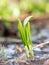 The wild cowleek or ramsons. Young sprout of garlic bears