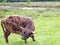 Wild cows in a Dutch nature reswerve