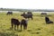 Wild cows grazing and eating grass in the meadow by the Engure lake