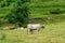 Wild cows mountain in Andorra.