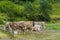 Wild cows mountain in Andorra.