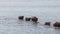 Wild cows swiming in Engure lake, Latvia