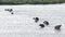 Wild cows swiming in Engure lake, Latvia