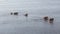 Wild cows swiming in Engure lake, Latvia