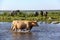 Wild cows swiming in Engure lake and wild horses eating in meadow, Latvia