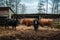 Wild cows in their pastureland near Engure lake in Latvia