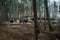 Wild cows in their pastureland in the woods near Engure lake in Latvia