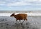 Wild cows venturing on the beach of Ipuh