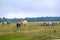 Wild cows walk in free herds in Pape, Latvia near the Lithuanian border